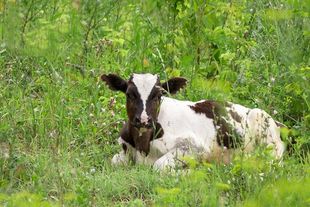 Vache dans le pré