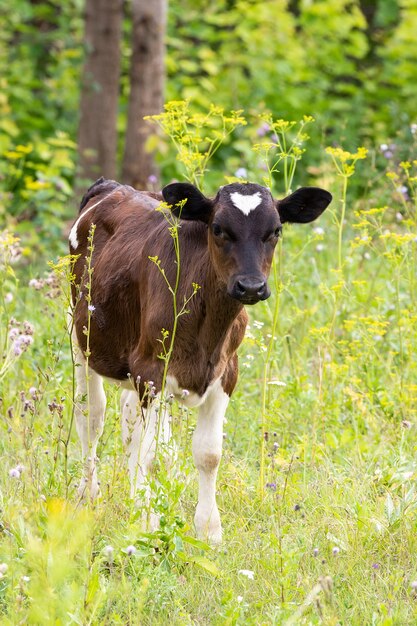 Vache dans le pré