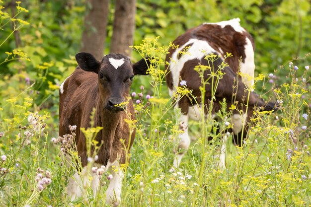 Vache dans le pré