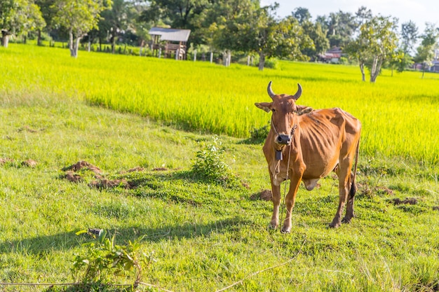 Vache dans la rizière, Thaïlande