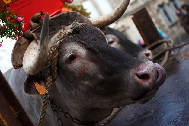 Vache dans un village