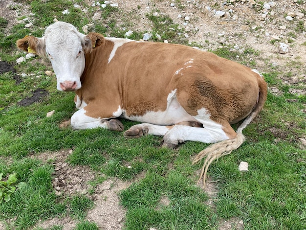 Une vache debout sur le champ