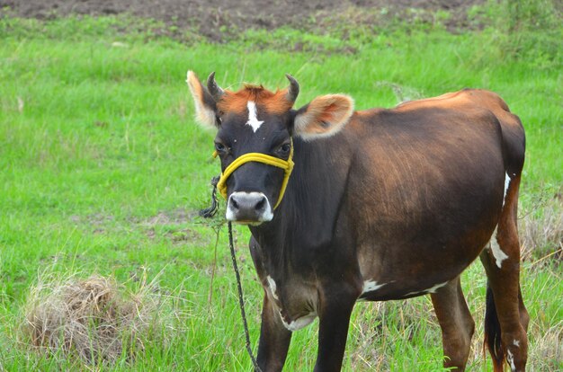 Photo une vache debout sur le champ