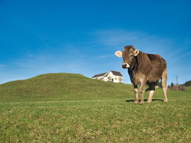 Photo une vache debout dans un champ