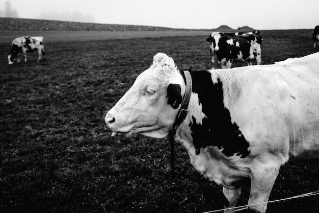 Une vache debout dans un champ