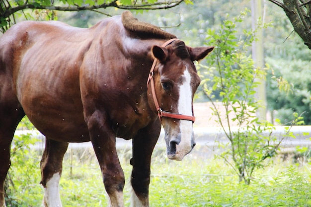 Photo une vache debout dans un champ