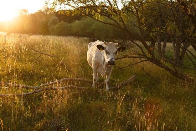 Une vache debout dans un champ