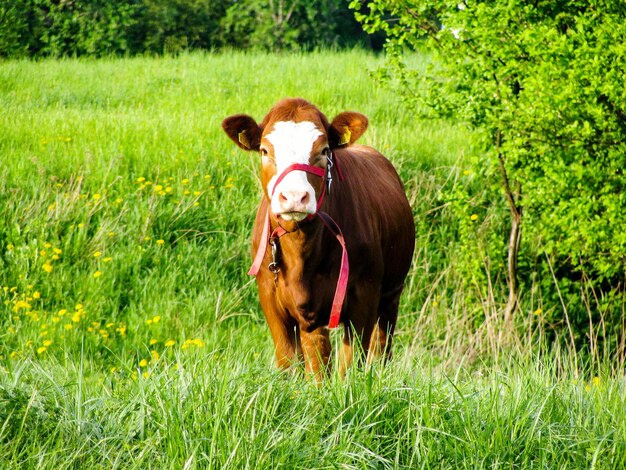 Photo une vache debout dans un champ