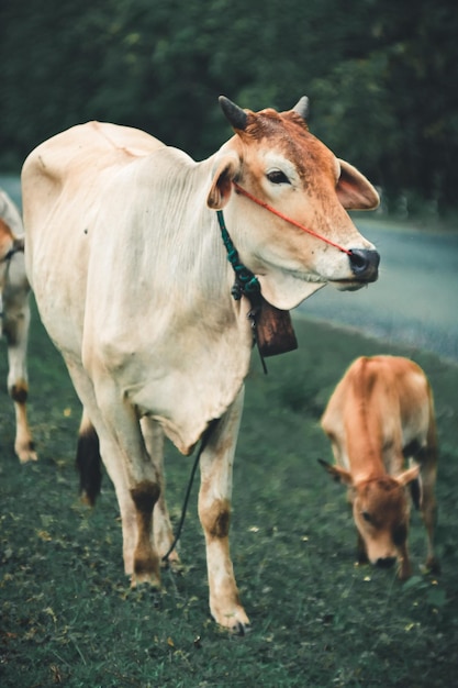 Photo une vache debout dans un champ