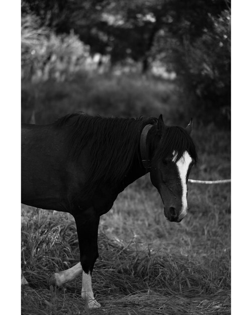 Une vache debout dans le champ