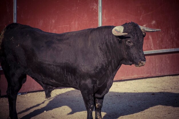 Photo vache debout à l'extérieur