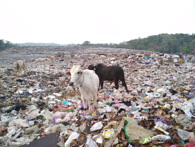 Une vache debout sur des ordures.