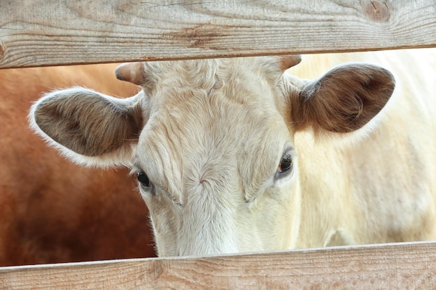 Vache derrière une clôture en bois