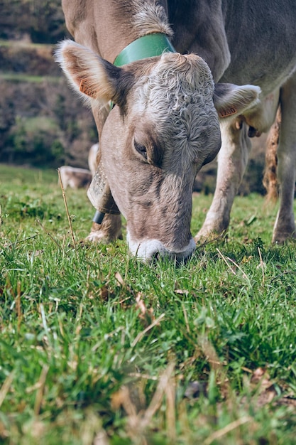 Vache domestiquée avec fourrure grise mangeant de l'herbe dans les pâturages dans une ferme rurale élevant des animaux d'élevage