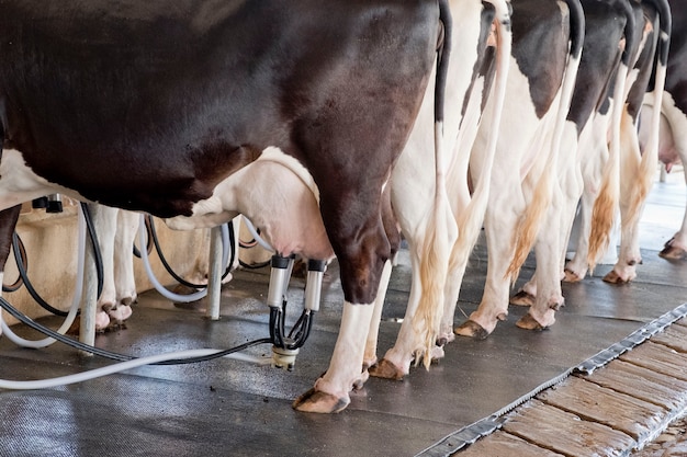 La vache donne beaucoup de lait