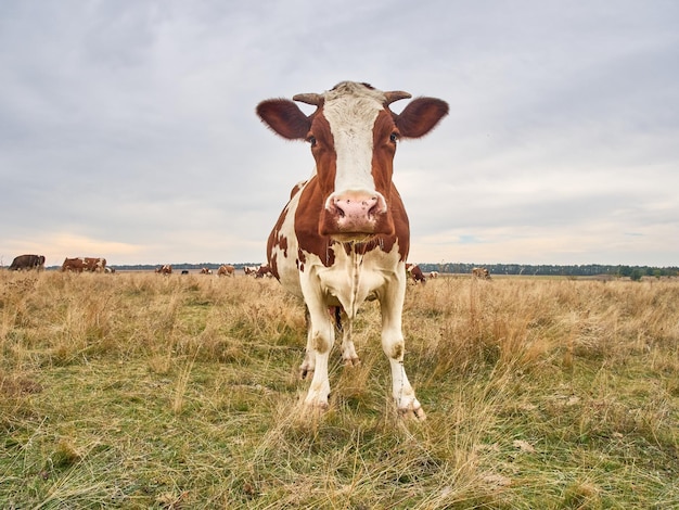 Vache drôle au pré d'automne