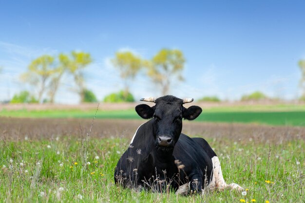 La vache est couchée dans l'herbe Vache sur un pâturage d'été