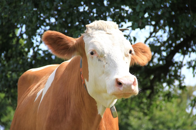 Une vache avec une étiquette à l'oreille