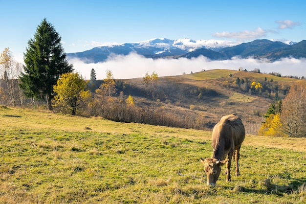 Vache de ferme paissant sur la prairie d'alpage dans les montagnes d'été.