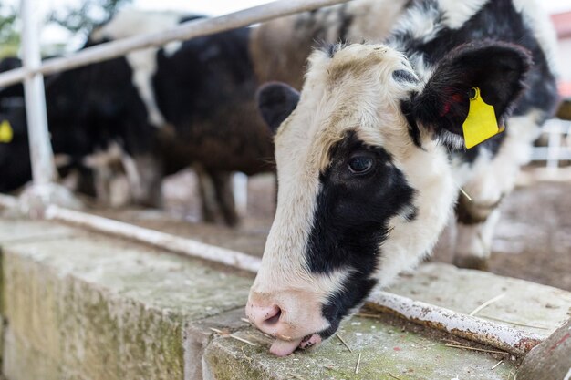 Vache à la ferme