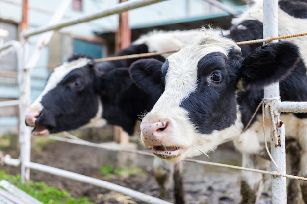 Vache à la ferme