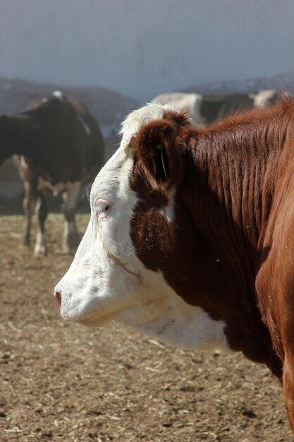 Vache à la ferme