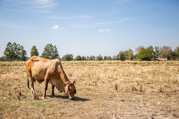 vache à la ferme