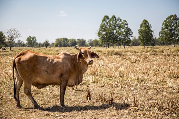 vache à la ferme