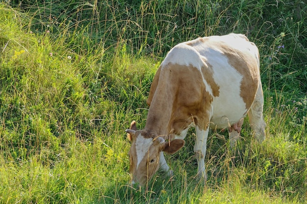 Vache sur fond d'herbe verte.