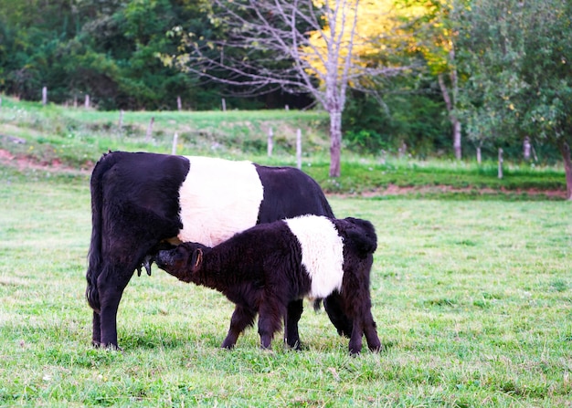 Vache Galloway ceinturée et un veau dans un pâturage debout et mange de l'herbe, Franche Comté, France.