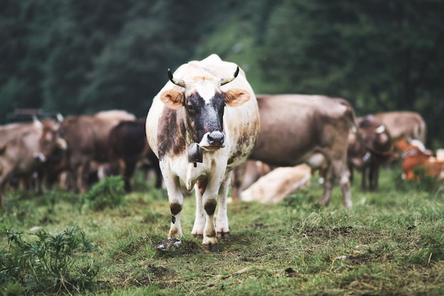 Une vache avec de grandes cornes dans le pâturage