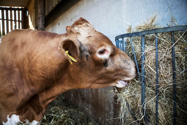 Vache de Guernesey dans une grange se nourrissant de foin