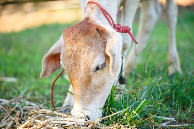 Vache, sur, herbe, champ