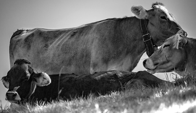 Photo une vache sur l'herbe contre le ciel