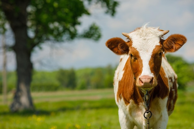 vache heureuse broute dans un pré vert ferme de vache ferme de lait