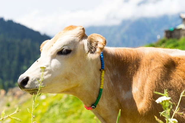 Vache Highland sur un champ, Artvin, Turquie