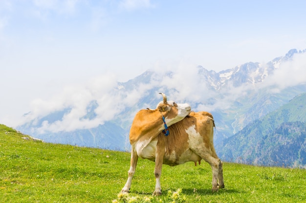 Vache Highland sur un champ, Artvin, Turquie