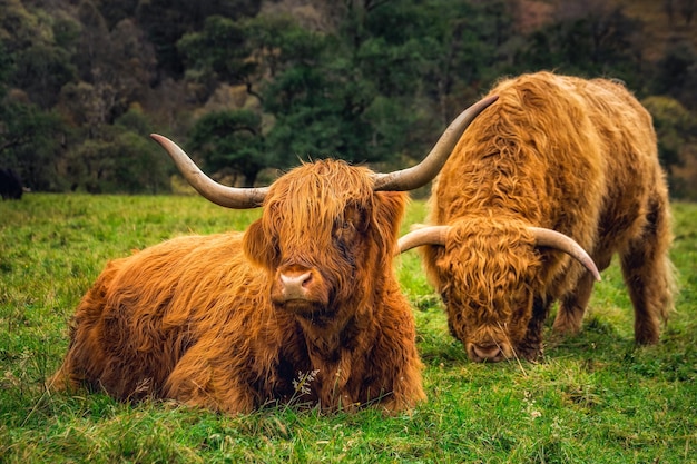 Vache Highland écossaise