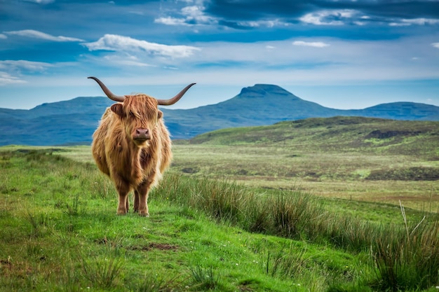 Vache highland de pâturage dans l'île de Skye en Ecosse