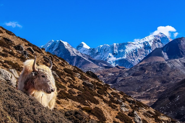 Vache himalayenne Yak vue pendant le trek du camp de base de l'Everest à Dengboche, Solukhumbu, Népal