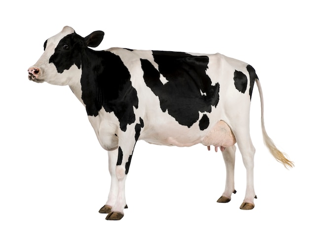 Vache Holstein debout