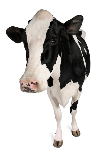 Vache Holstein debout