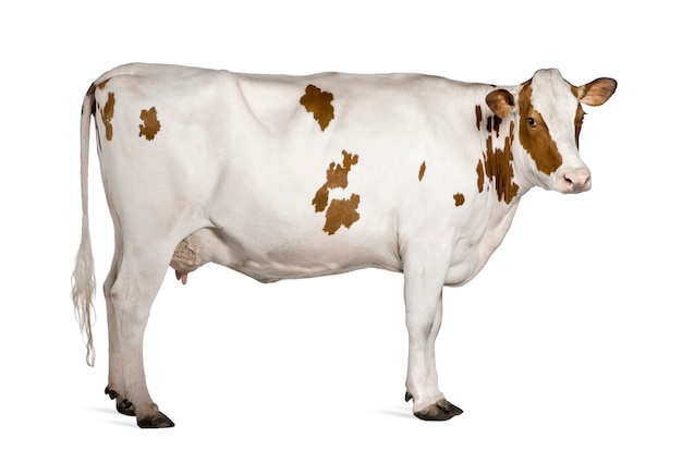 Vache Holstein debout