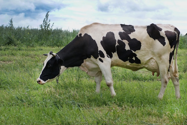 La vache Holstein-Friesian mange l'herbe dans le pré