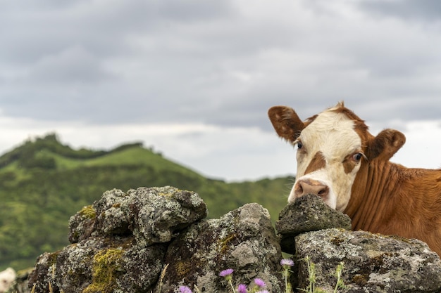 Vache de l'île pico des Açores