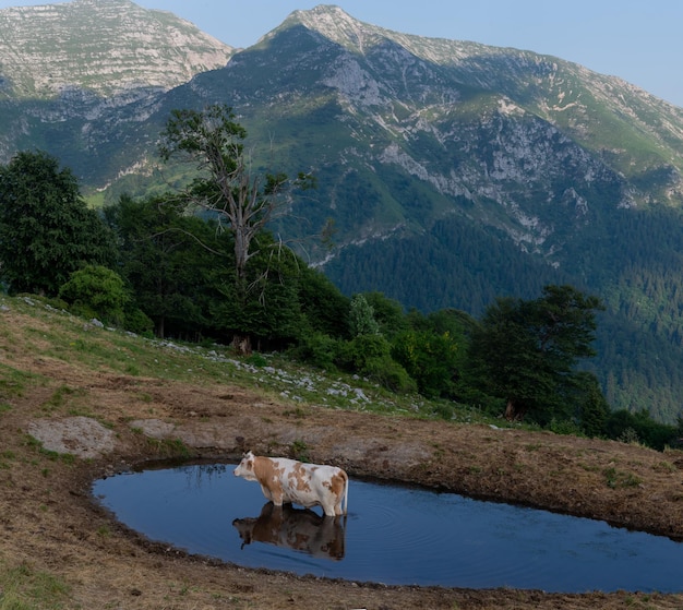 Vache immergée dans le lac