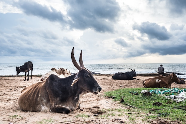 vache Inde animal