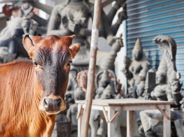 Vache en Inde