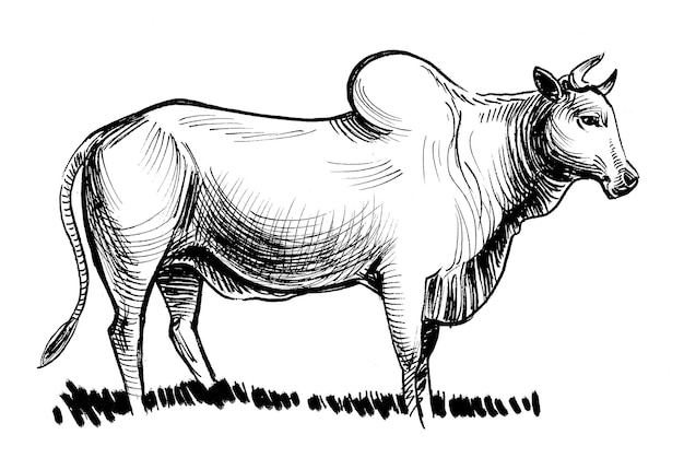 Vache indienne. Dessin noir et blanc à l'encre