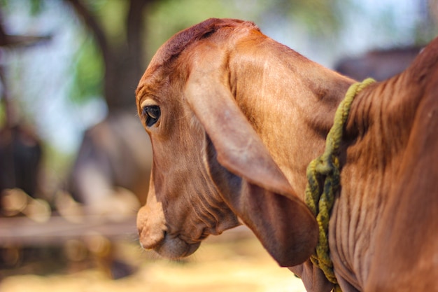 Vache indienne sur le terrain